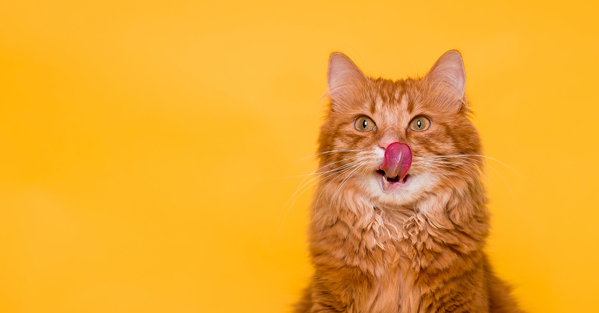 Top Trends To Watch In Cat Food And Treats 2024 Petproductnews Com   658632eca6bea.image 