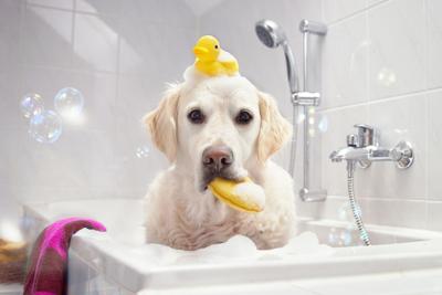 No Bad Fur Days Archives Petproductnews Com