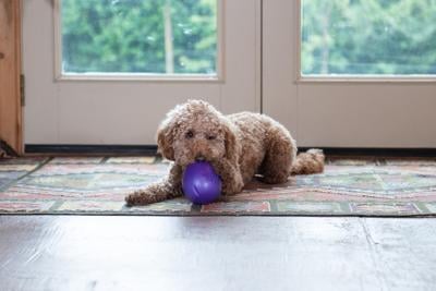 Toys that Keep Dogs and Cats Busy Are More in Demand Than Ever