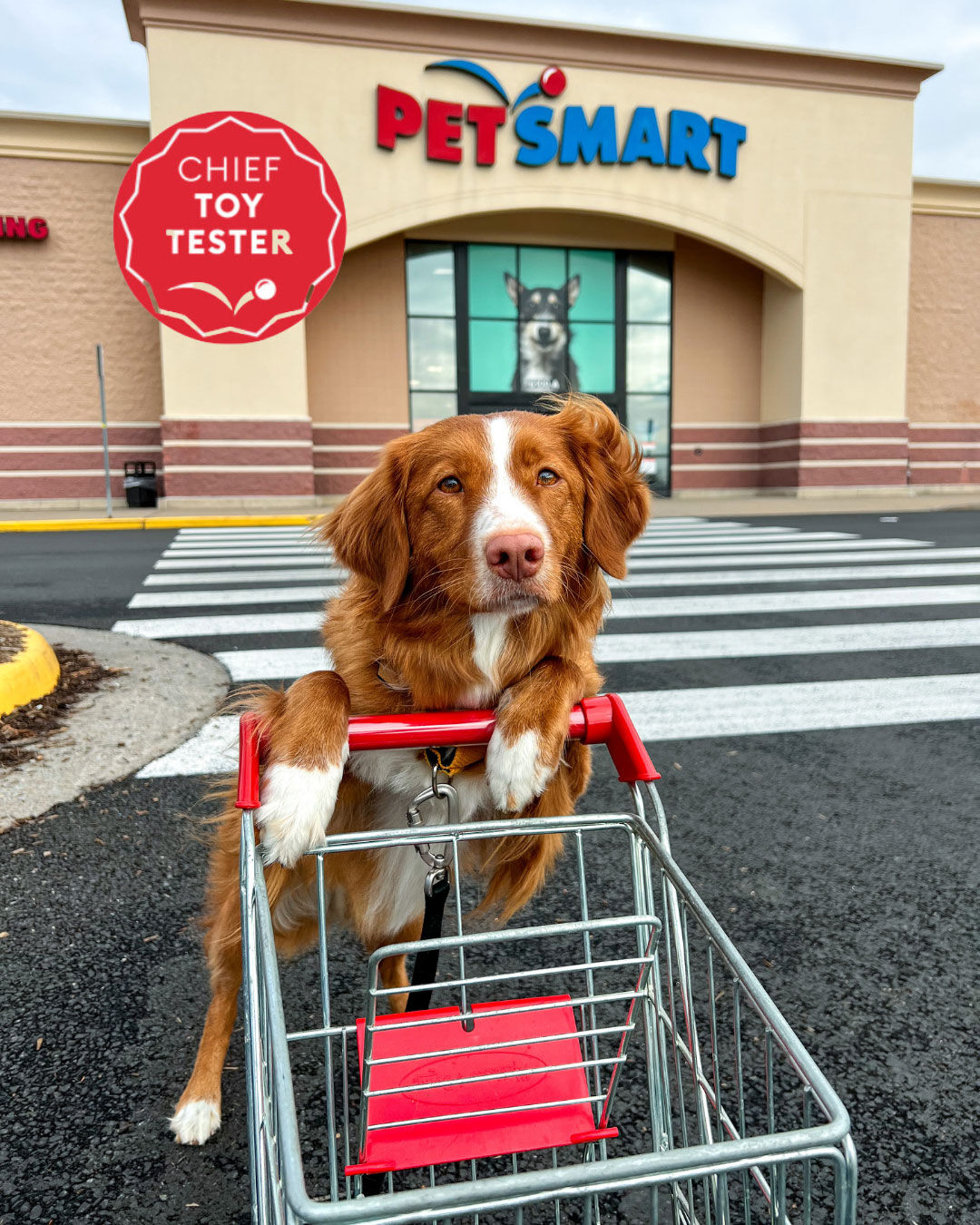 PetSmart searching for cat and dog 'chief toy testers,' offering $10,000  each