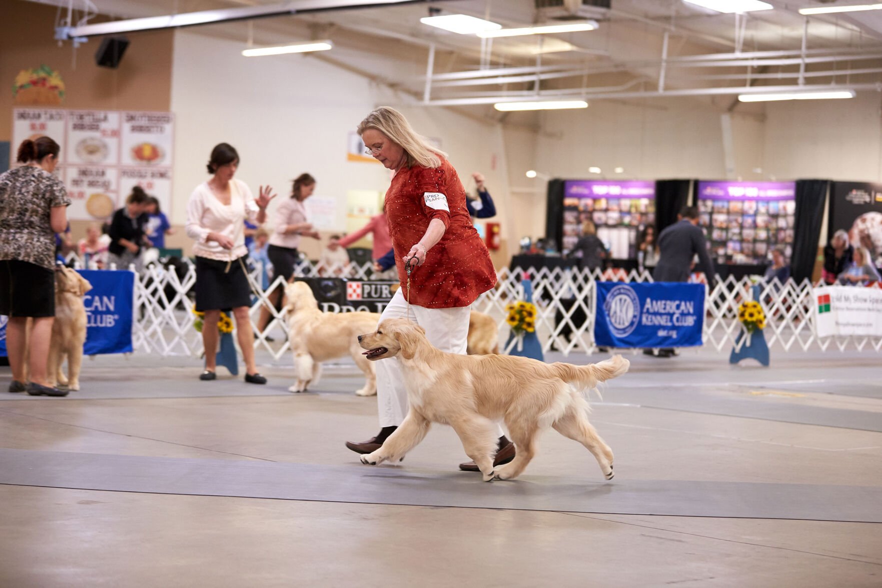 Akc puppy sale show