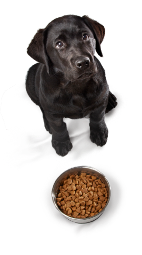 Pet valu outlet dog food