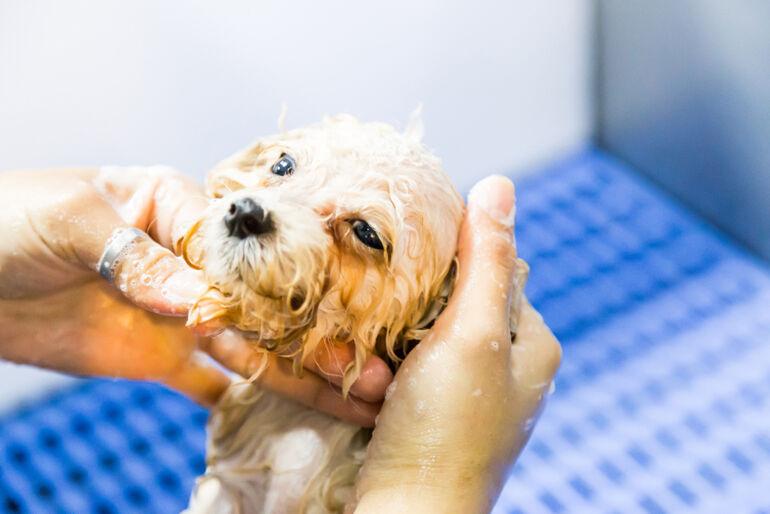 Natural Pet Products Are Preferred By Groomers Trends Petproductnews Com