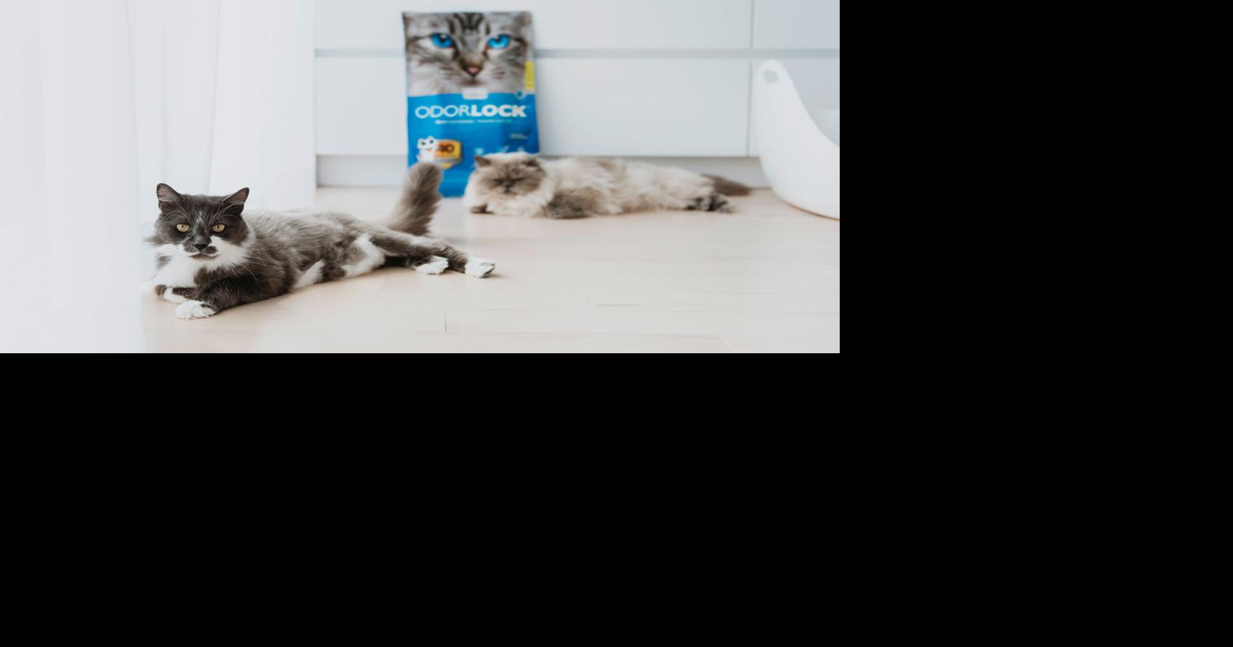 Intersand Named One Of Canada S Best Managed Companies News Petproductnews Com