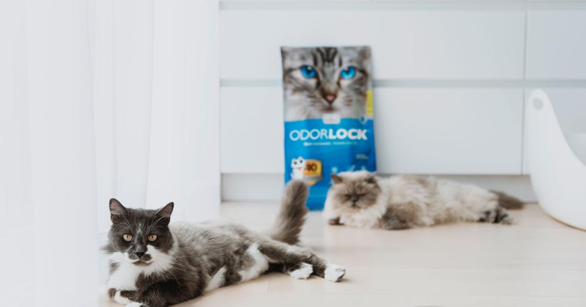 Intersand Named One Of Canada S Best Managed Companies News Petproductnews Com Intersand Named One Of Canada S Best Managed Companies News Petproductnews Com