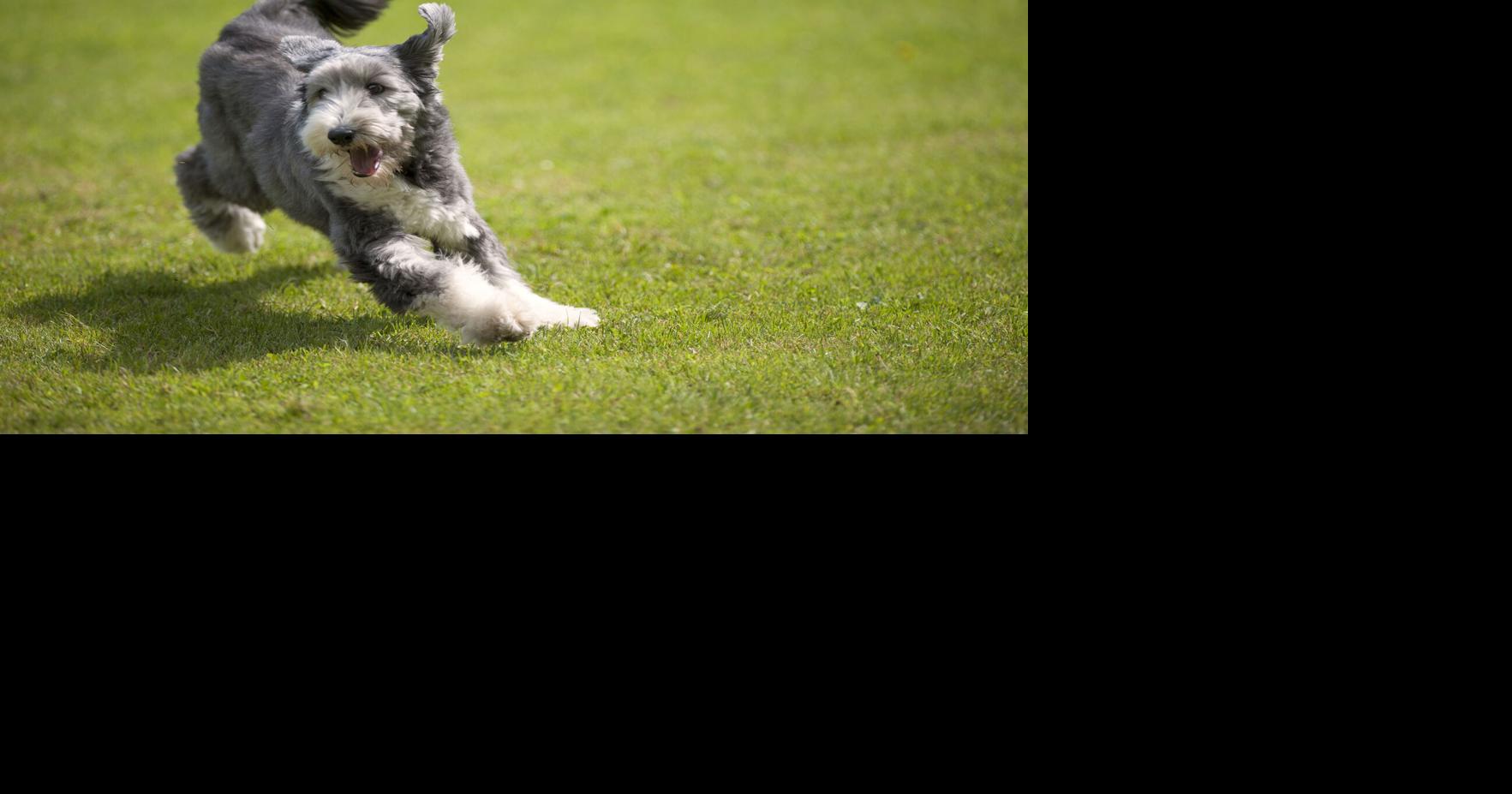 Continued High Demand for CBD for Pets | Latest Update