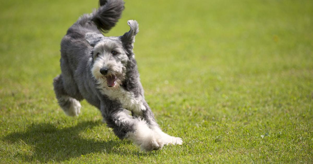 Continued High Demand for CBD for Pets | Latest Update Continued High Demand for CBD for Pets | Latest Update