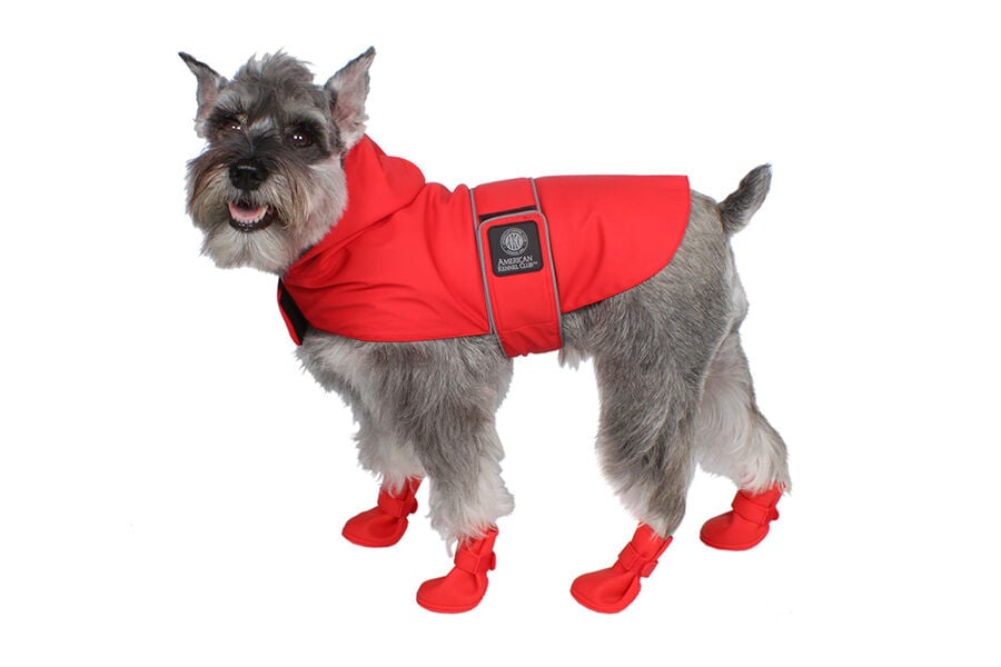 jelly wellies rain boots for dogs