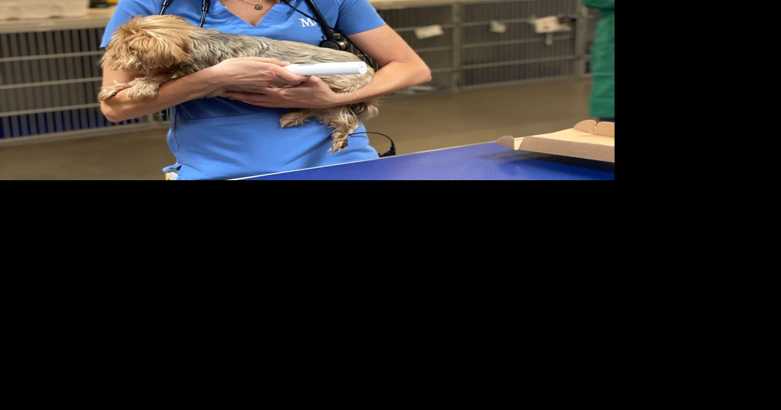 Mella Pet Treatment Opens Submissions for Telehealth Partnerships | Information