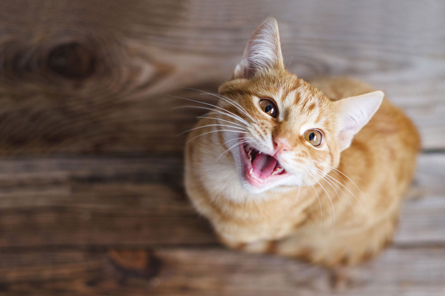 Natural Cat Food Trends to Watch in 2022 Trends petproductnews