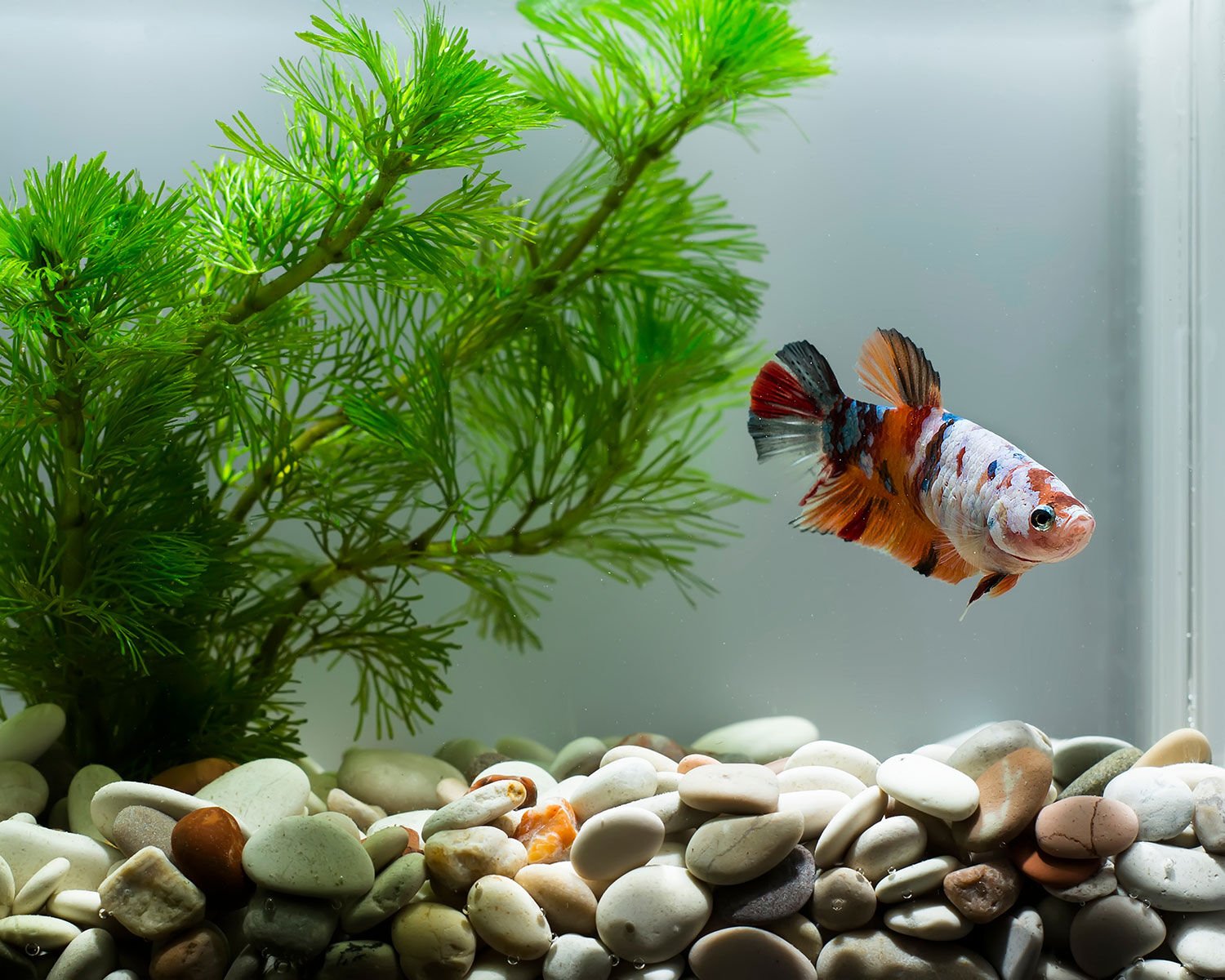 Modern goldfish hot sale tank