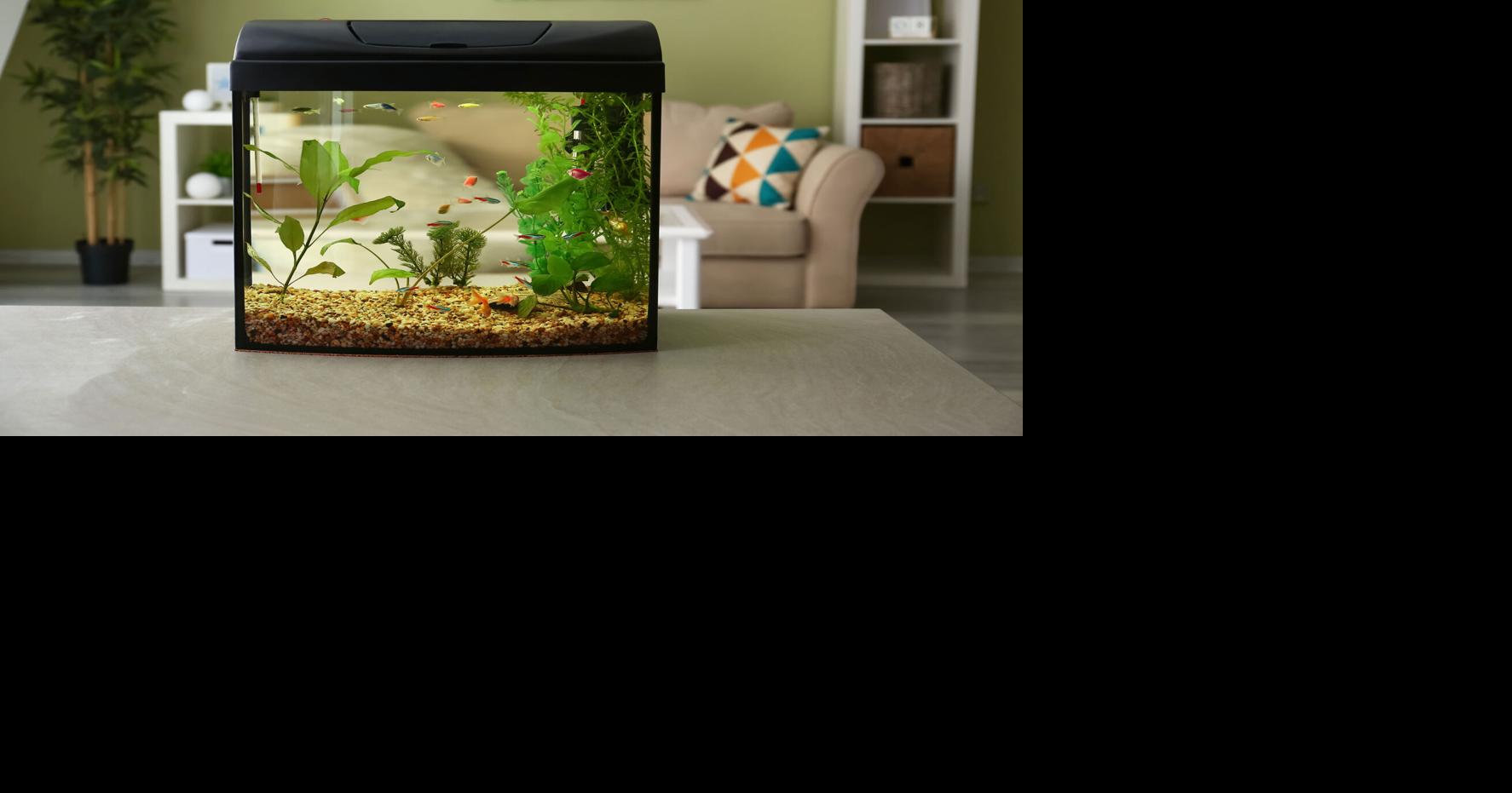 Is Demand for Aquatic Tanks Overwhelming Available Supply?, Trends
