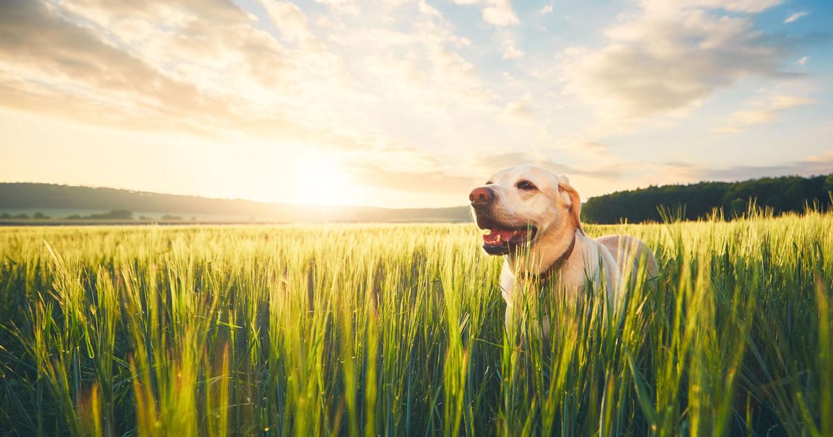 Aging Pet Businesses Still Need that “New Business Energy” | Blogs