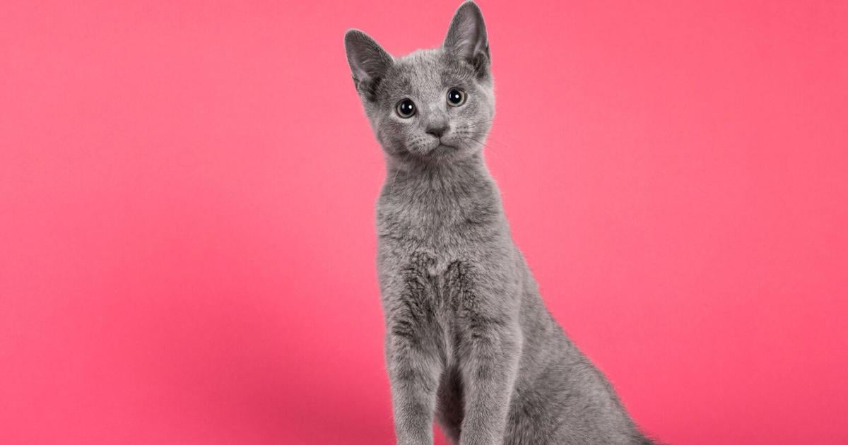 PPN’s Top Pet Products of 2022 | Featured Stories PPN’s Top Pet Products of 2022 | Featured Stories