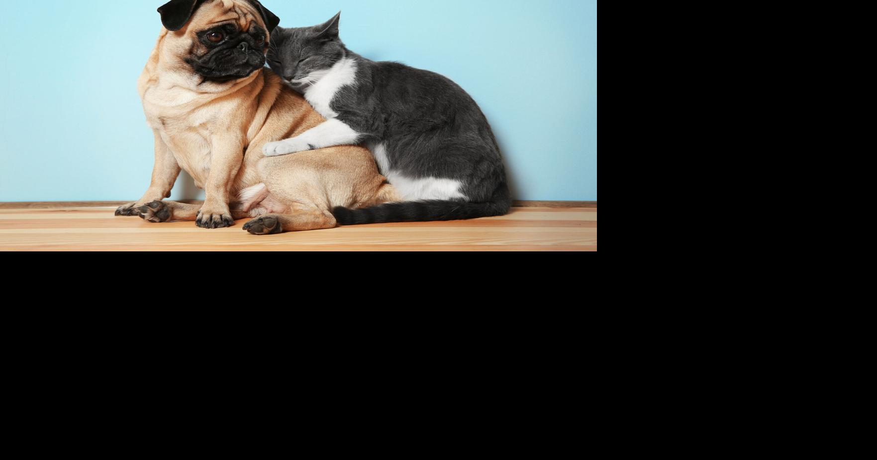 Addressing Confusing Product Claims Is Key to Selling Natural Pet Supplements | Current Issue