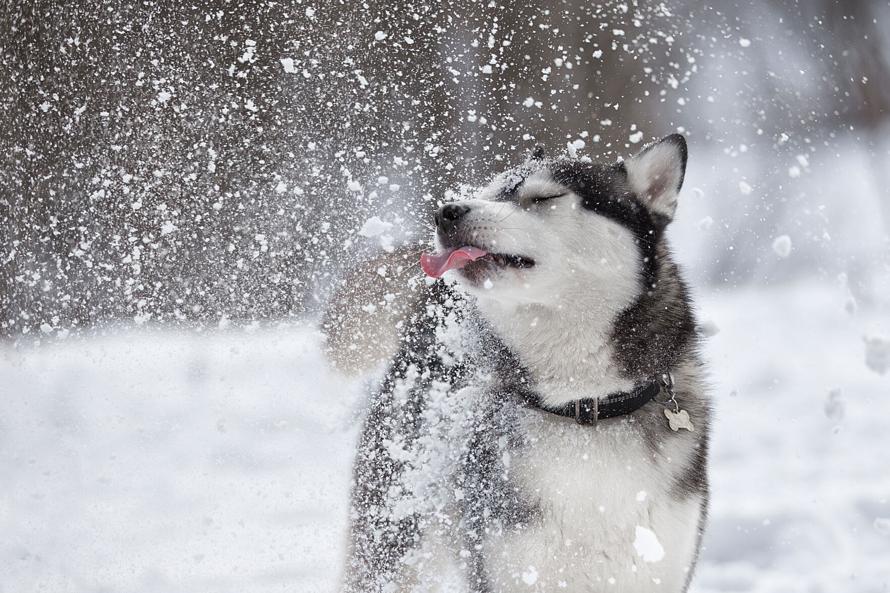 national pet store chains