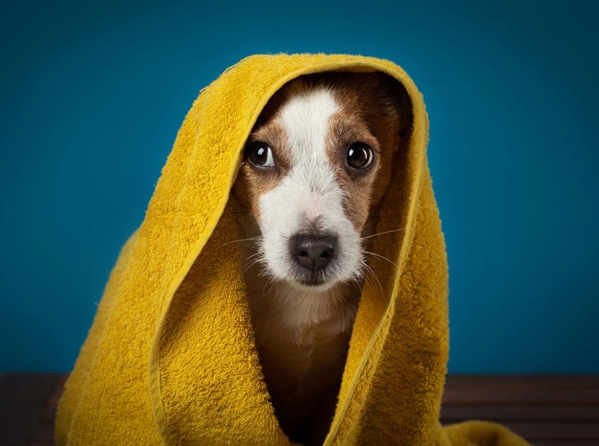 What Dog Owners Want From Today’s Pet Spa Products | Trends