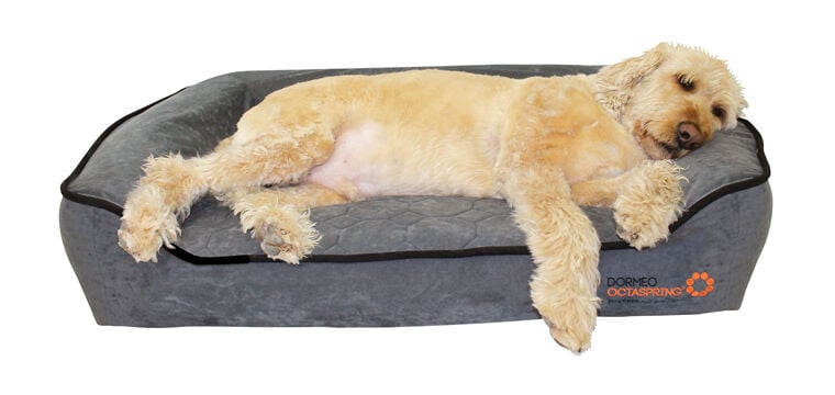 Buddyrest dog clearance bed