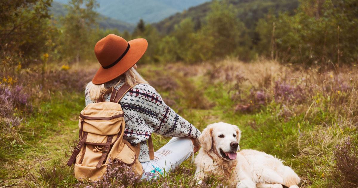 Quintessential Pet Travel Gear and Dog Walking Accessory Trends | Quintessential Pet Travel Gear and Dog Walking Accessory Trends |