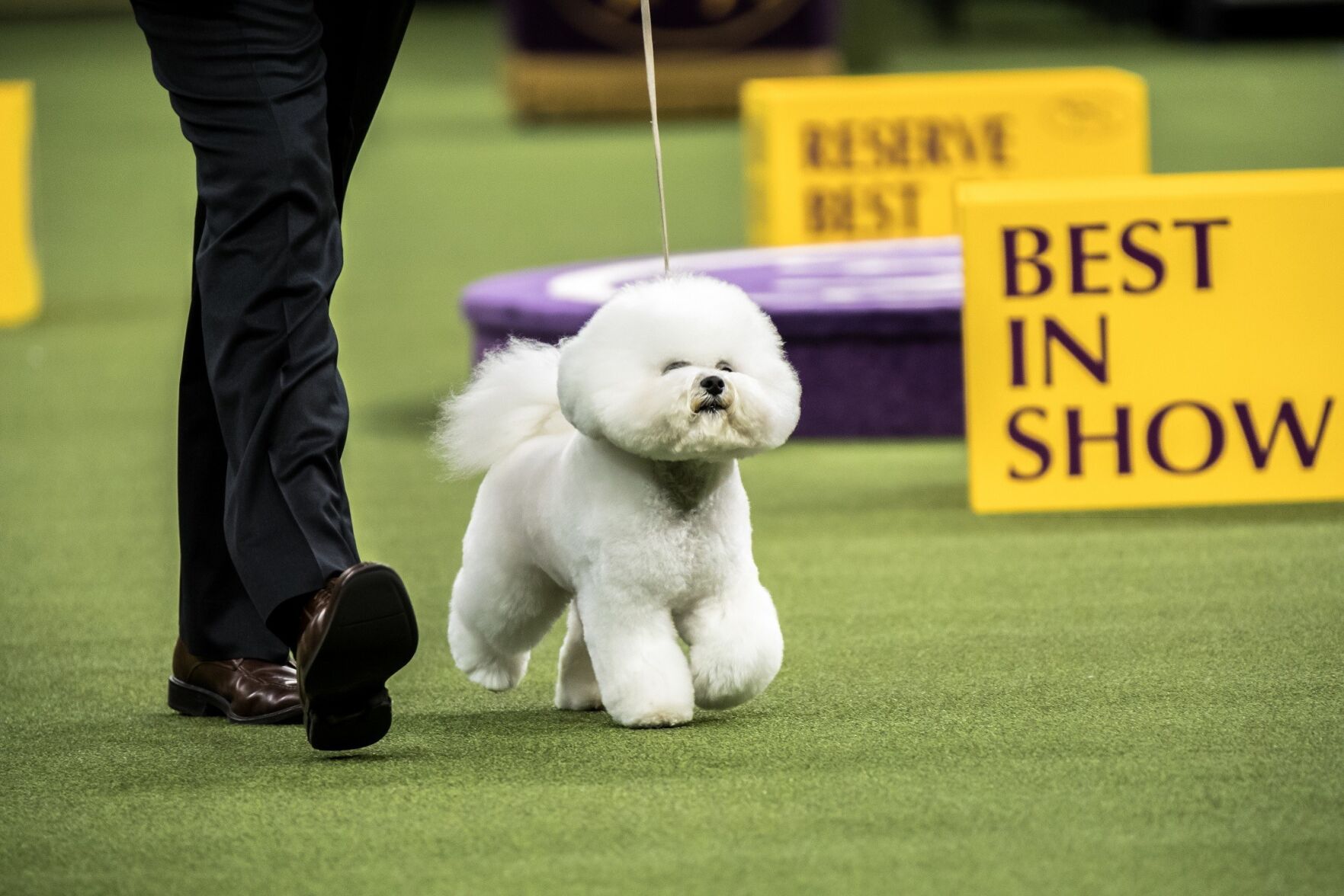 Bichon frise kennel club best sale