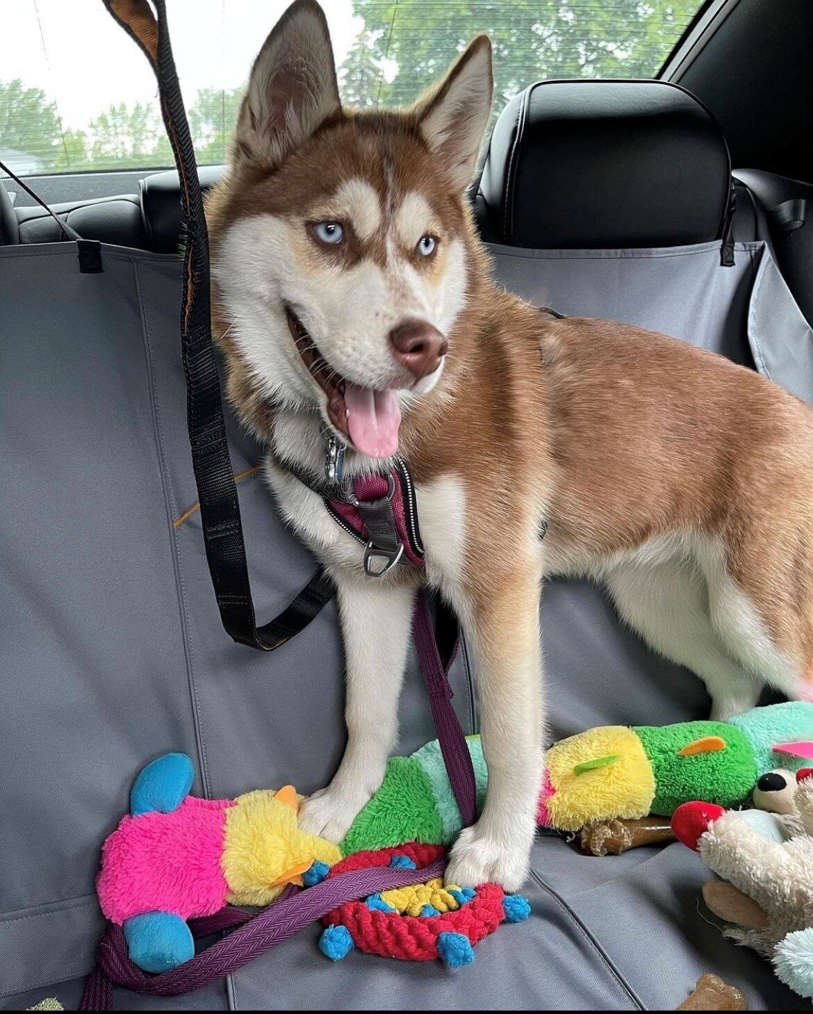 husky supplies