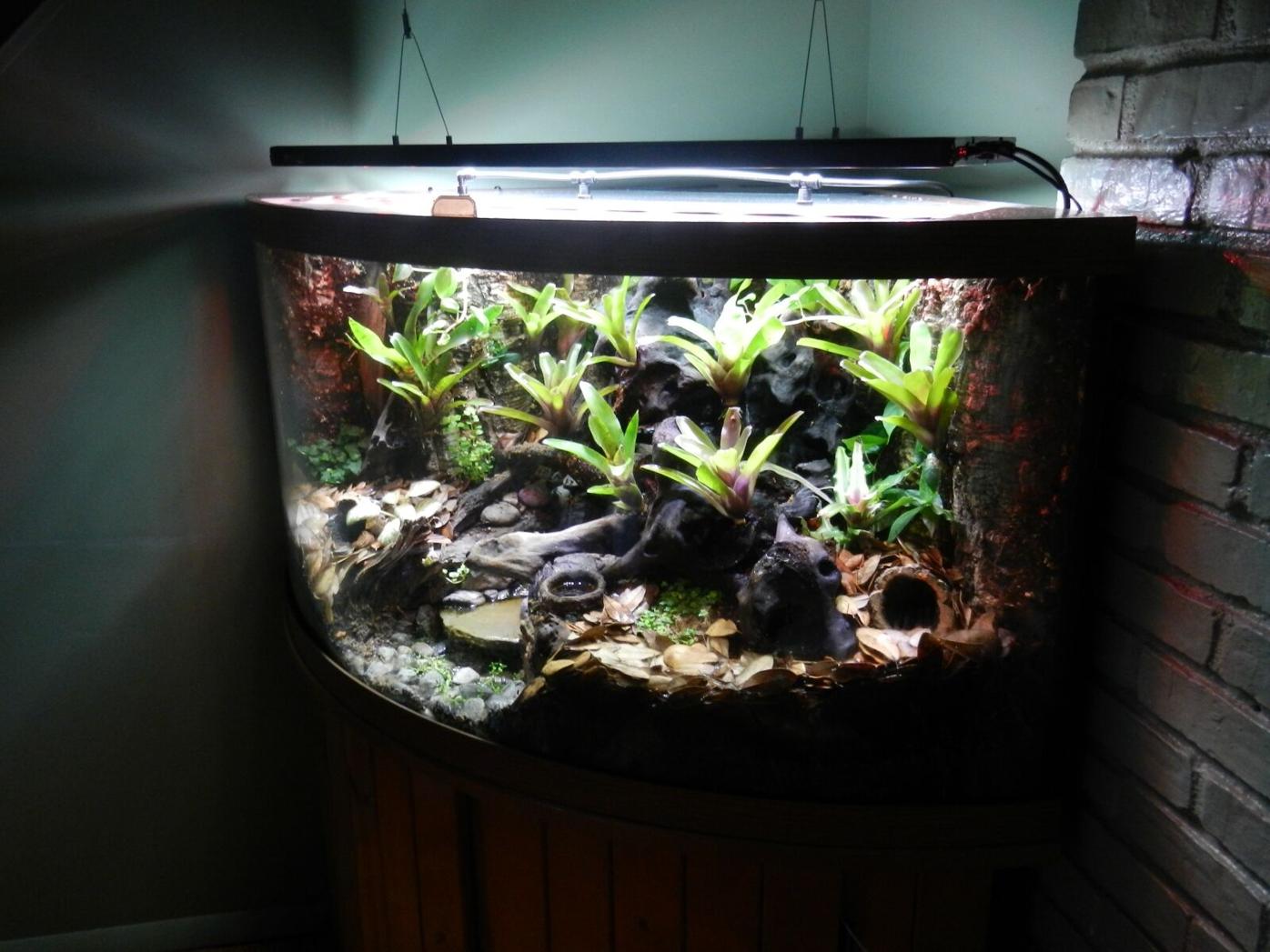Turning An Aquarium Into A Vibrant Vivarium Blogs