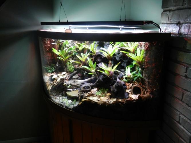 Turning An Aquarium Into A Vibrant Vivarium Blogs
