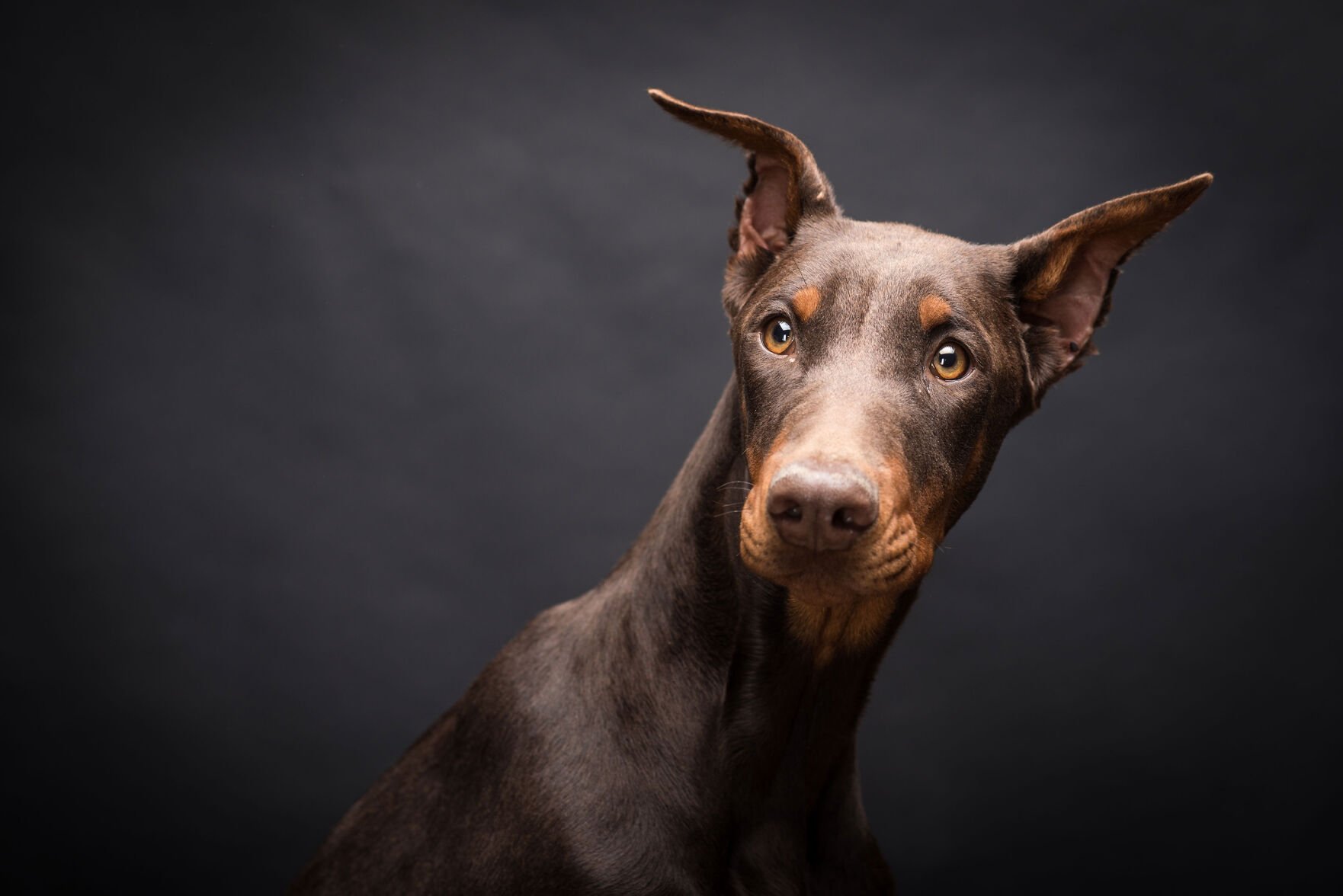 Studies on grain shop free dog food