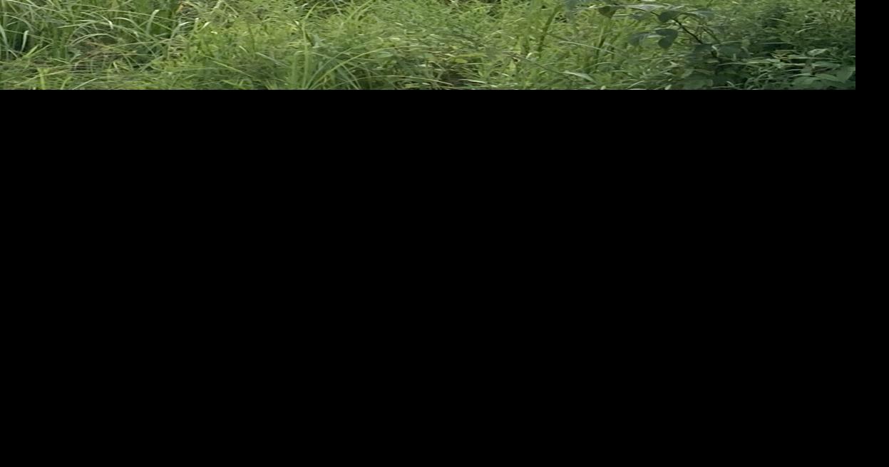 Rolla weather data at 730 a.m. Tuesday, Oct. 17 Weather