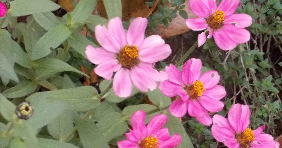 Rolla weather data at 7:30 a.m. Friday, Oct. 31