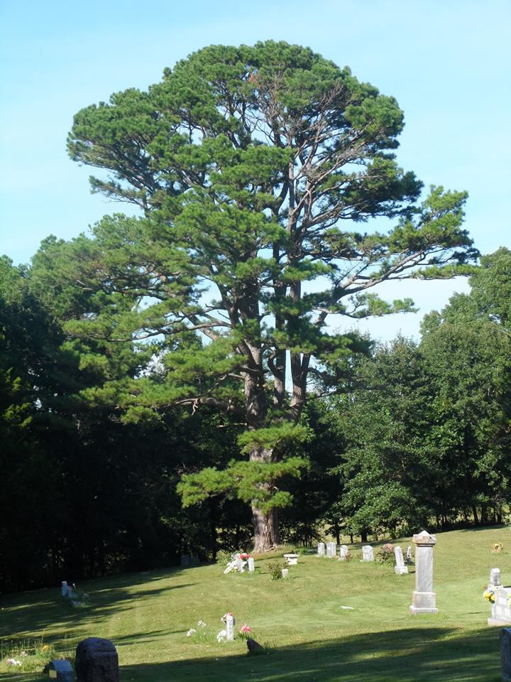 Ode to a champion, Missouri tallest shortleaf pine dies south of St ...