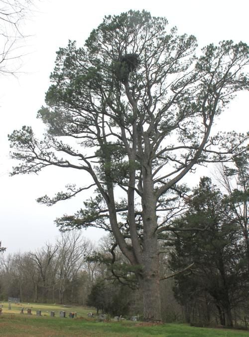 Ode to a champion, Missouri tallest shortleaf pine dies south of St ...