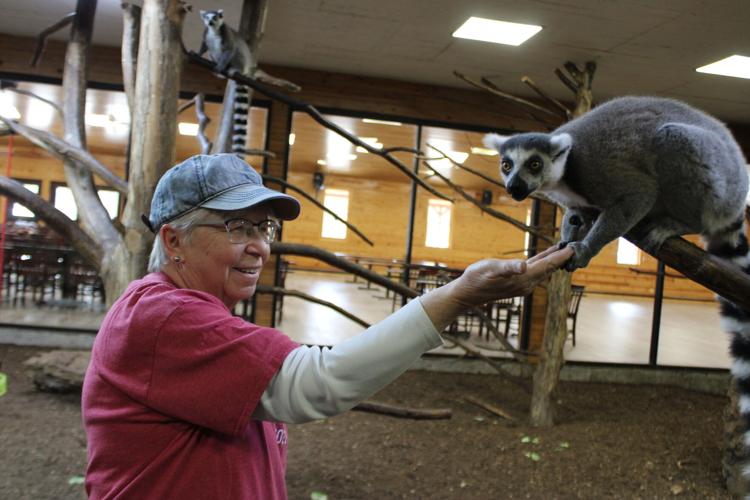 Lemurs installing host family program