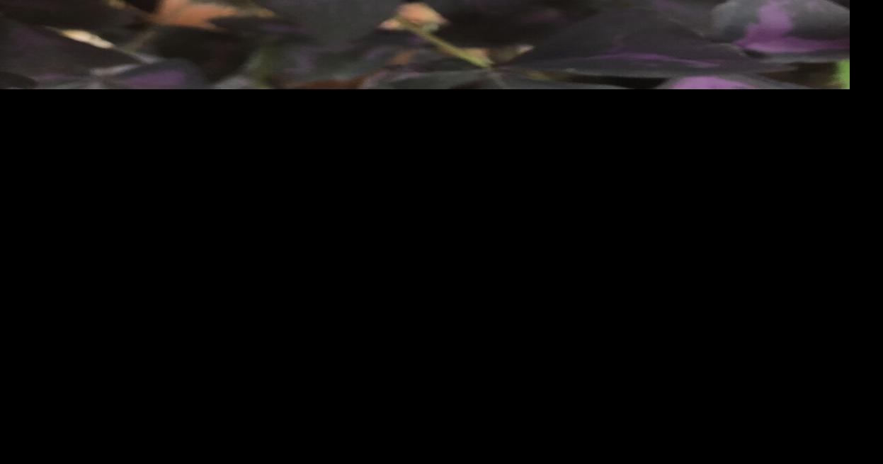 Rolla weather data at 730 a.m. Nov. 45 Weather