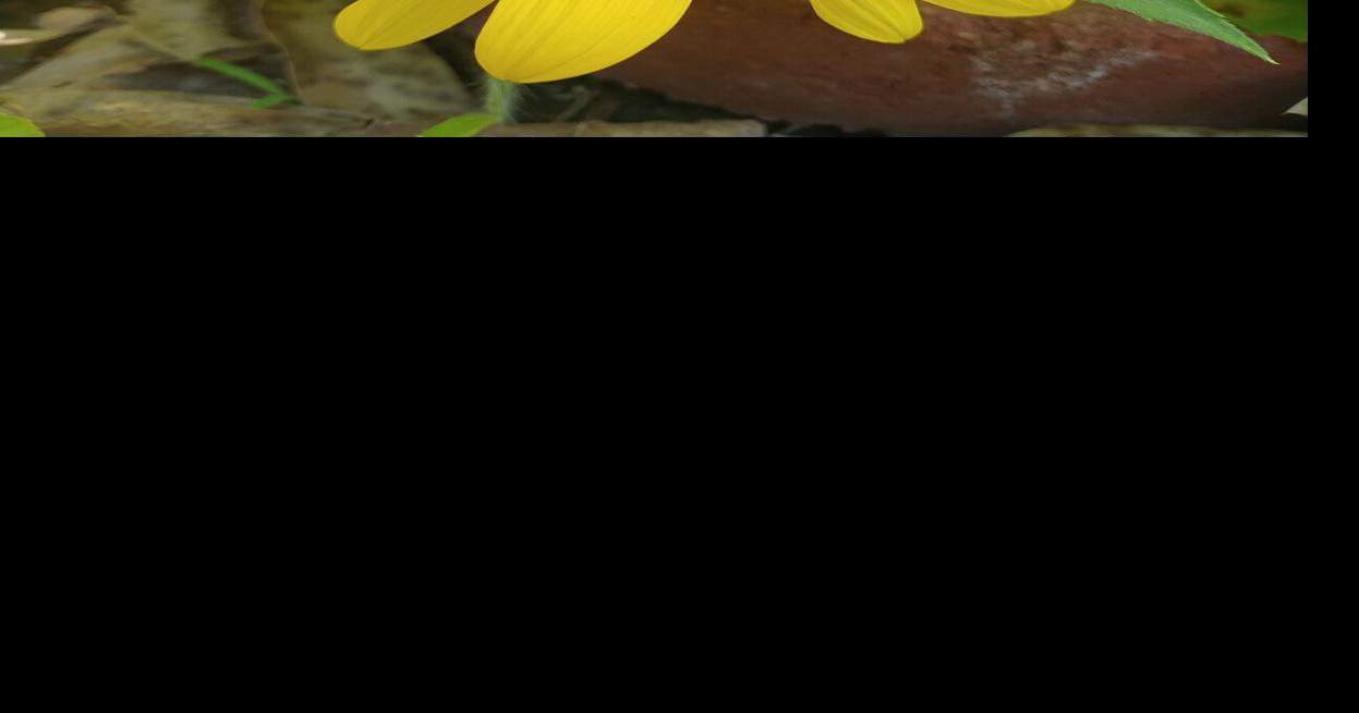 Rolla weather data at 730 a.m. Tuesday, July 4 Weather