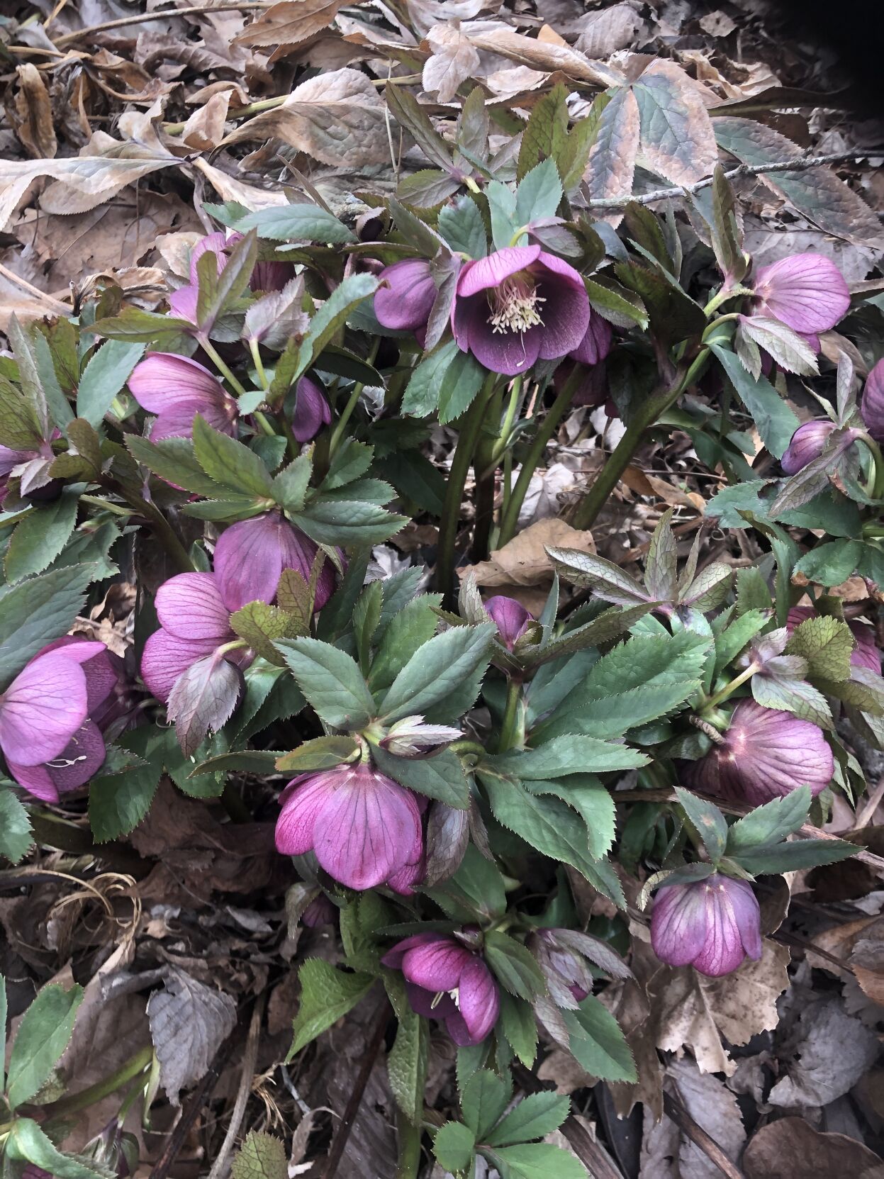 Rolla weather data at 730 a.m. Feb. 28—another temperature record broken and more, much more