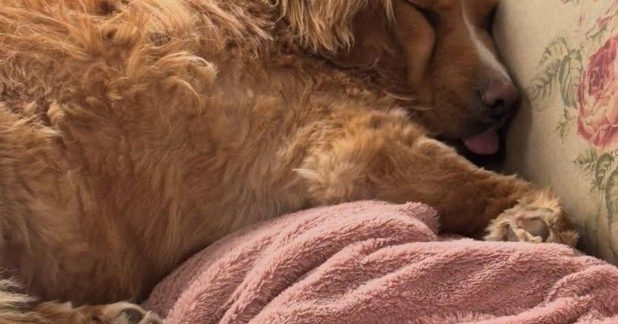 ‘They're stealing our family'; Couple rescues dog from thieves who stole their car