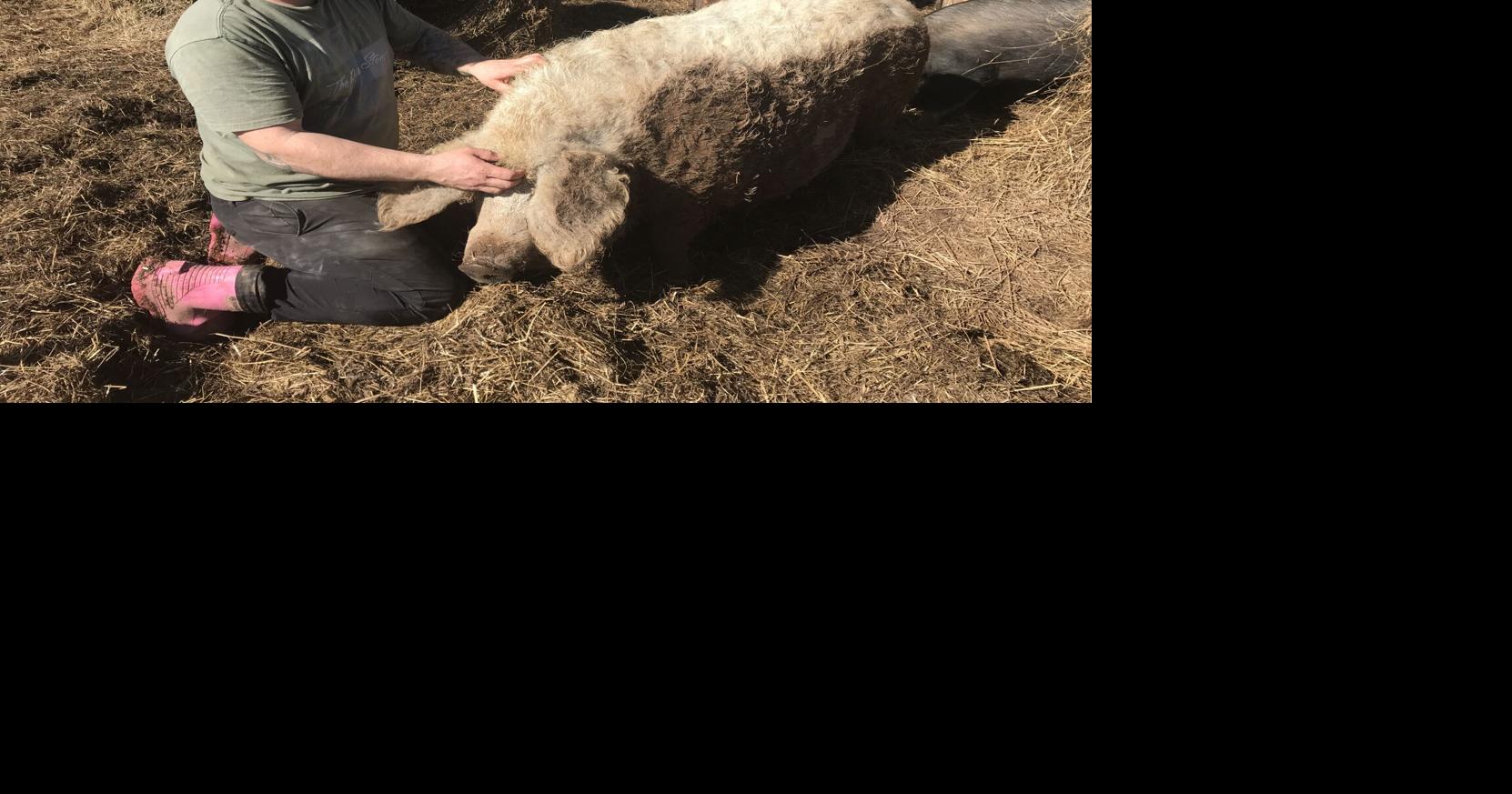 Hog farm boasts rare woolly breed