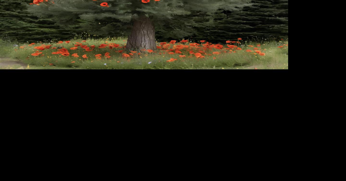 Poppy tree growing | Community | pictouadvocate.com