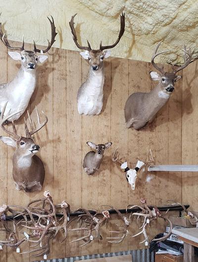 Timber Taxidermy