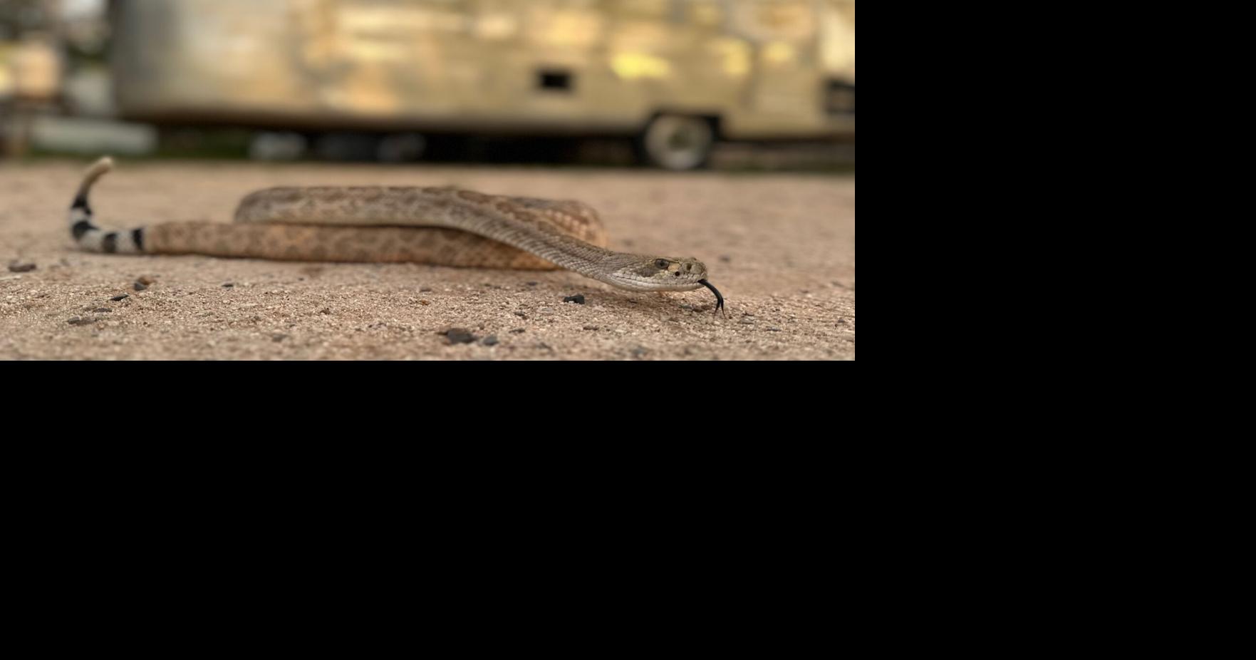 Leave it: Dog trainers help pets avoid poisonous snakes In parts of the U.S. where venomous snakes are more common, training programs aim to protect pets from getting bitten By ANITA SNOW - Associated Press Aug 1, 2026 19 mins ago