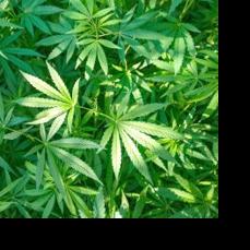 Kentucky’s first medical marijuana crop nears harvest