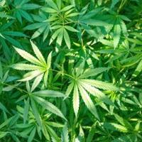 Kentucky’s first medical marijuana crop nears harvest