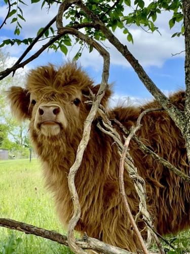 Highland Cows Start As Pets, Foster Business 