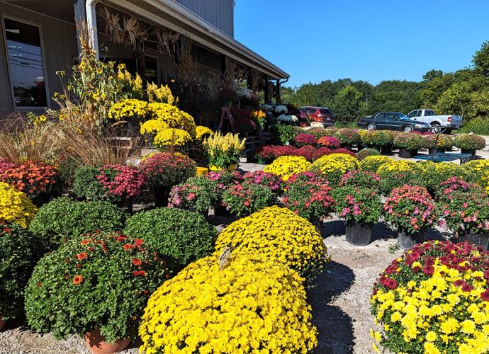 Mums the word flowers and pumpkins coming to a home near you
