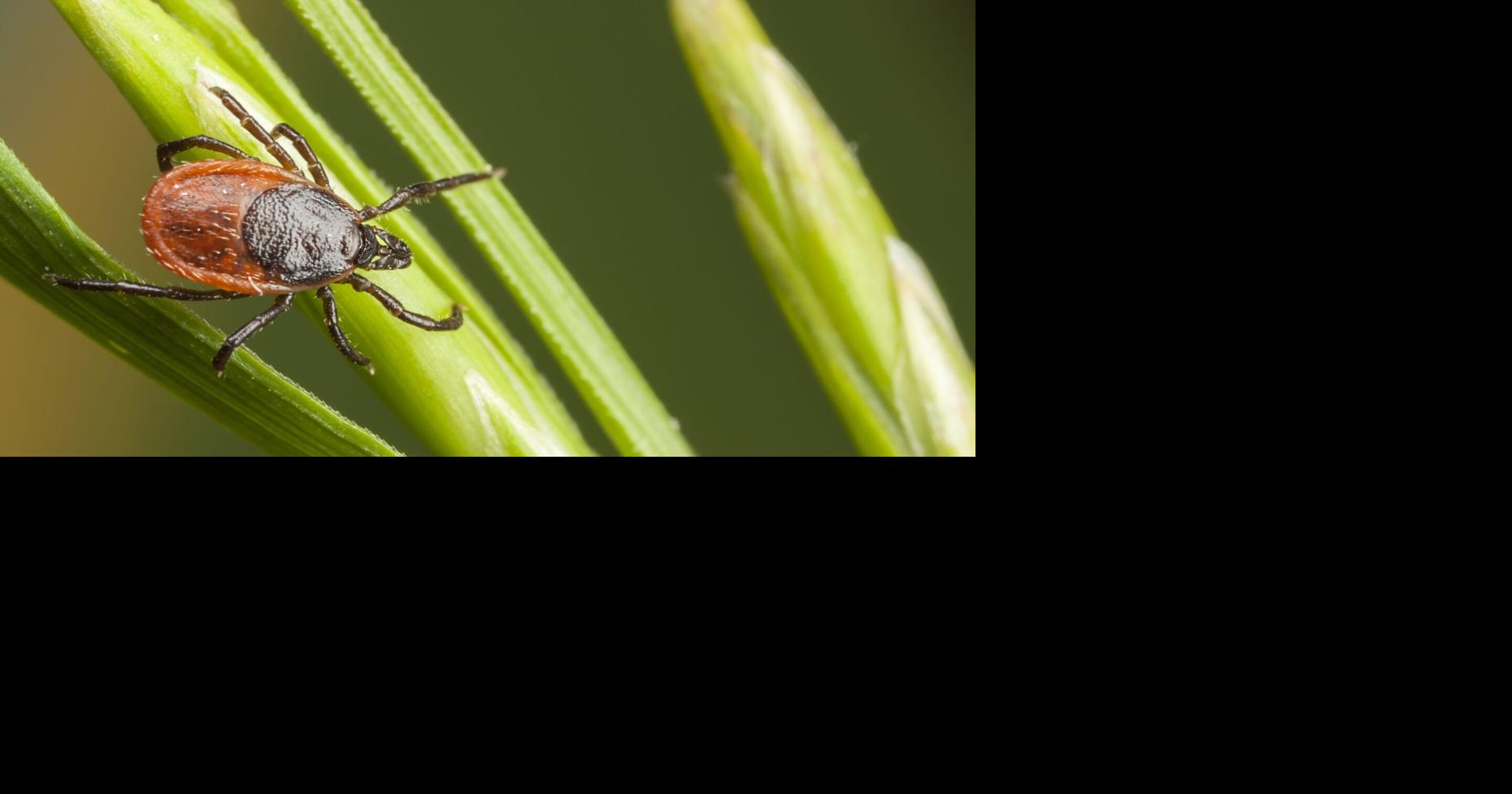 UK wants your ticks: dead, dry, packaged | Sentinel News | pmg-ky1.com