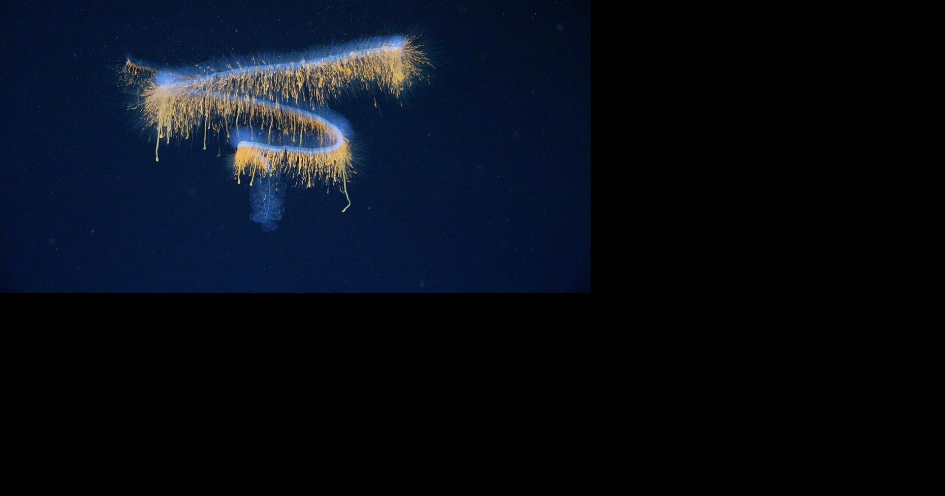 Deep-sea mission uncovers 31 new species