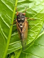 Cicada Mania now under way