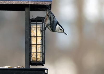 Spring bird feeder visitor