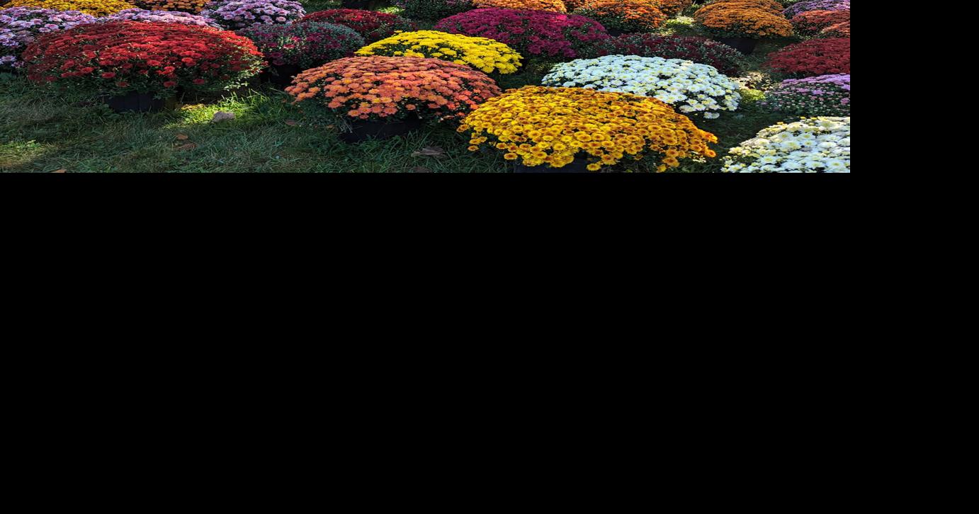 Mums the word - flowers and pumpkins coming to a home near you ...